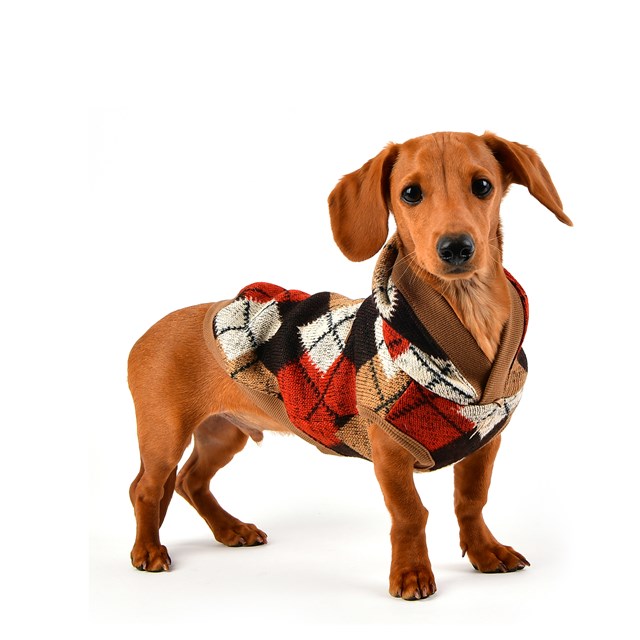 Jolly Beige - Stickad Hundtröja med Luva - Large