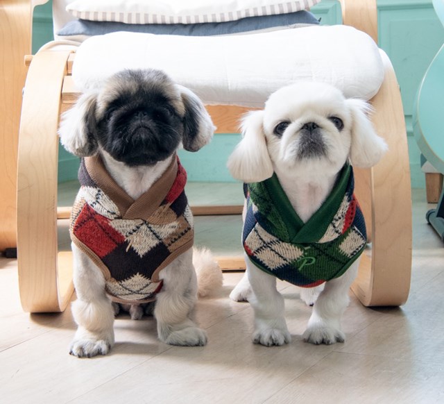 Jolly Beige - Stickad Hundtröja med Luva - Large