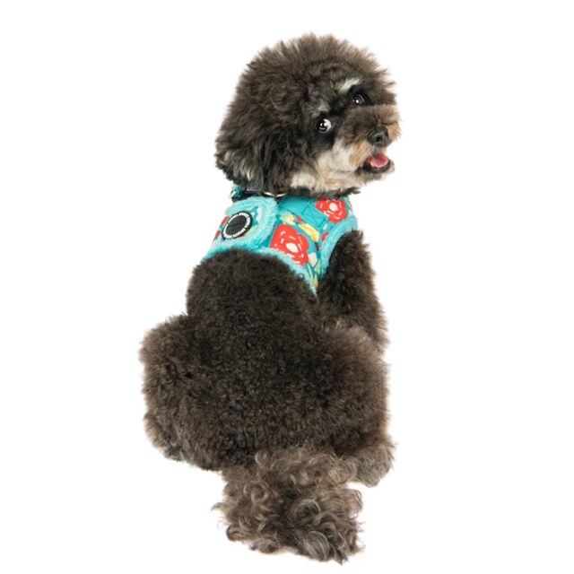 Alyssa Aqua - Fodrad Hundsele
