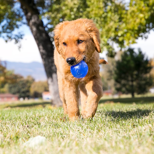 Kong Squeezz Crackle Ball - med prasselljud