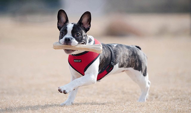 SOFT Red - Hundsele