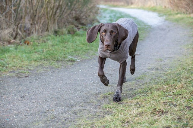 Kenton Grå - Hundtröja