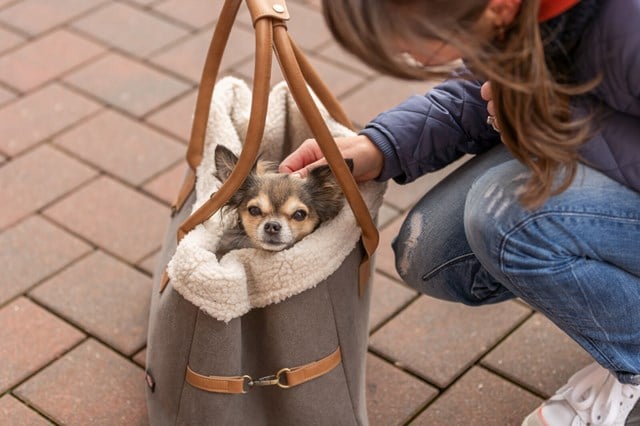 Rachel - Hundväska för hundar upp till 7 kg - grå/ljusbrun