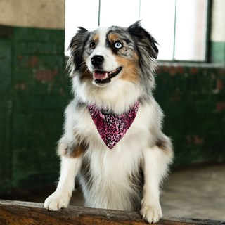 Pink Leopard Print Bandana