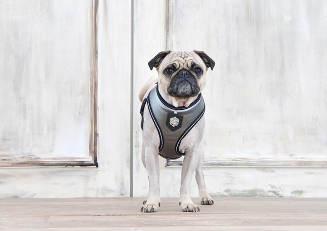 Legacy Grey - Hundsele