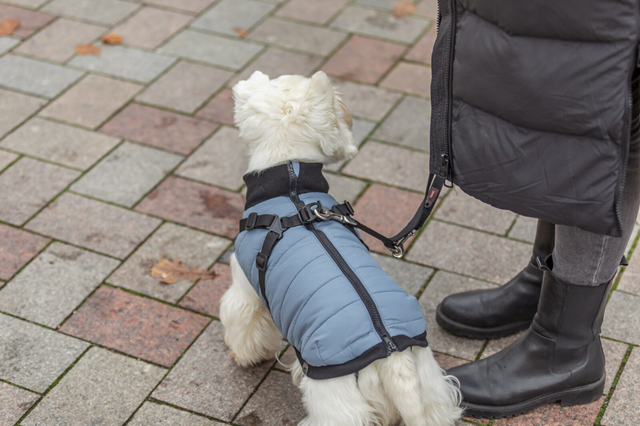 Pontis Hundtäcke med integrerad sele - Blå/Grå