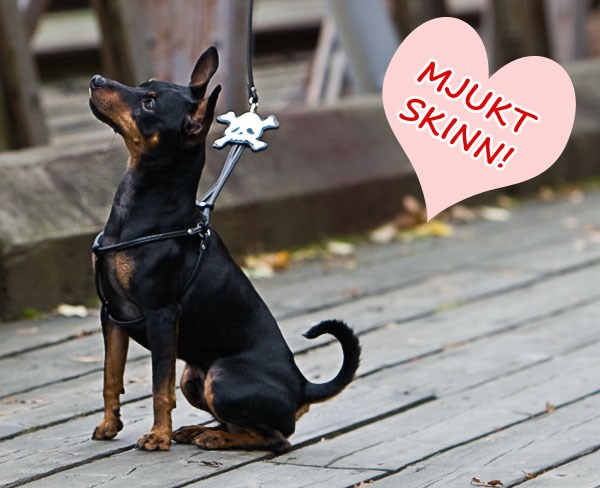 Black Skull step-in Harness & Lead - XXS