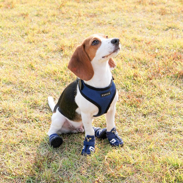 HIKER (B-Type) Hundskor