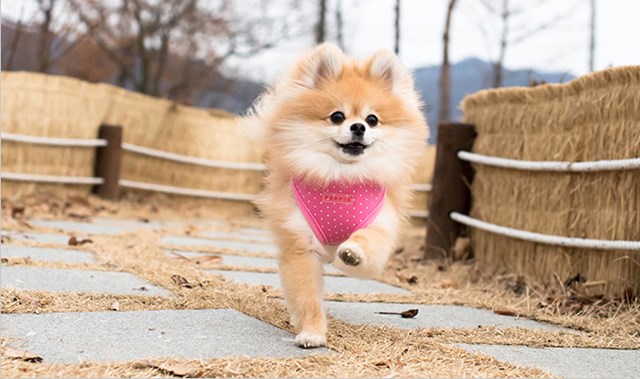 DOTTY Pink - Hundsele - Large