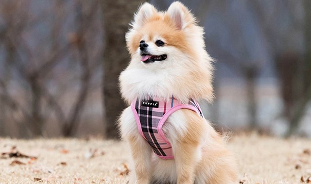 JUNIOR Pink - Jacket Hundsele