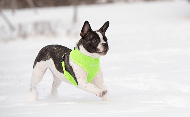 NEON SOFT Green - Hundsele - Large