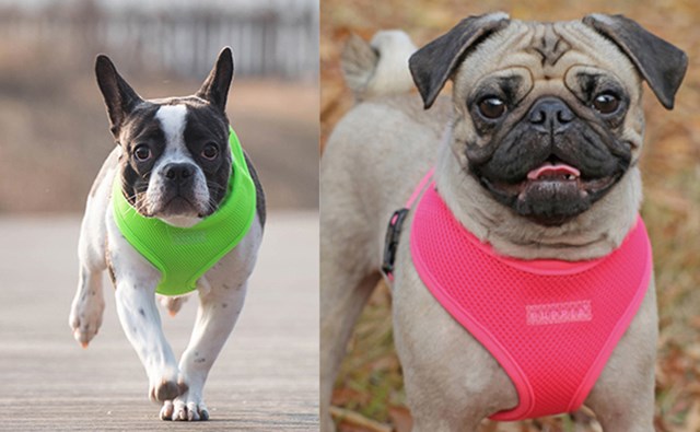 NEON SOFT Green - Hundsele - Large