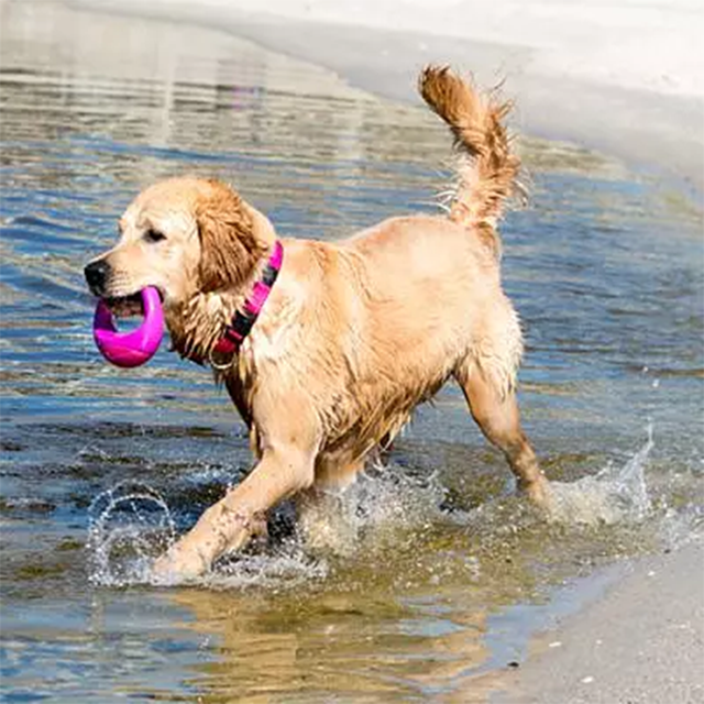 Rogz Pop-upz Rosa - Flytande hundleksak