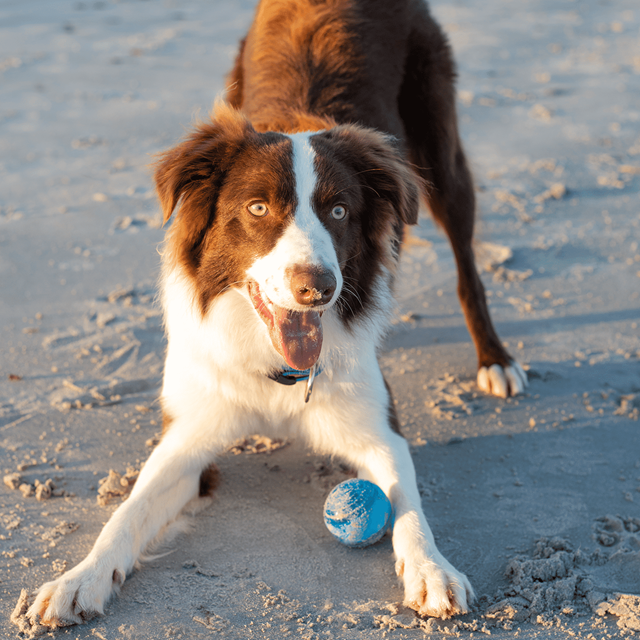 Rogz Squeekz Orange Flytande Boll med pip