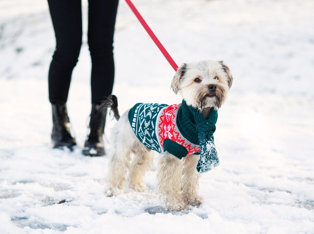 Green Fair Isle Vintage - Stickad Hundtröja