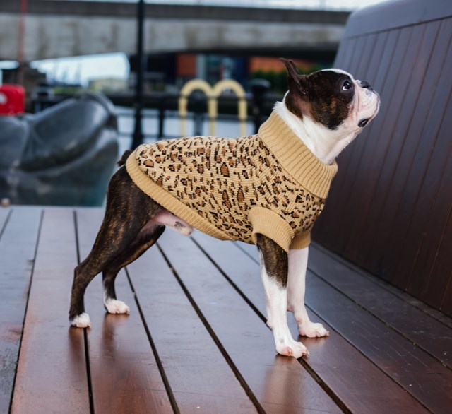 Leopard Print - STICKAD HUNDTRÖJA