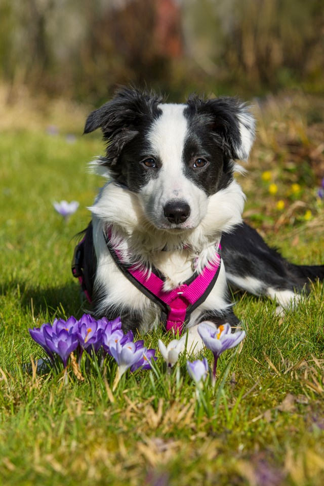 Anny-X Fun Hundsele Svart/Rosa