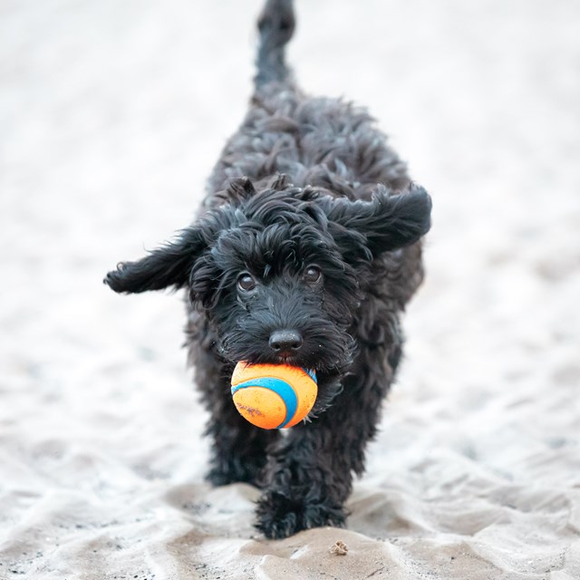 Ultra Squeaker Ball