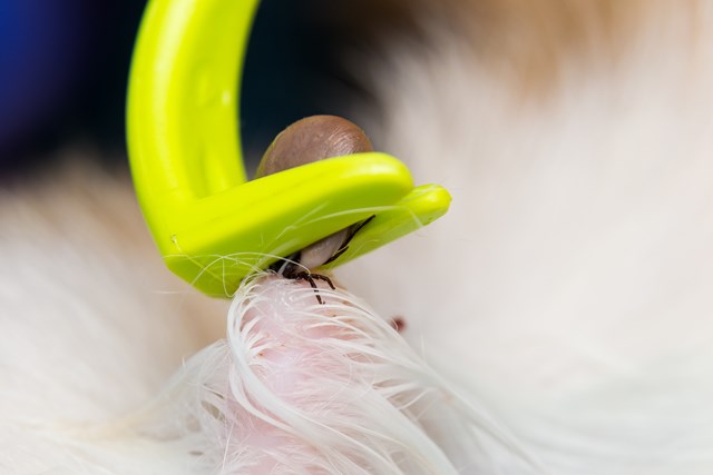 O'Tom Tick Twister Fästingborttagare