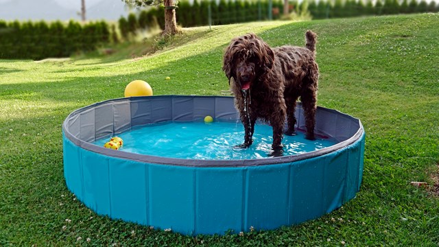 Hundpool - Blå