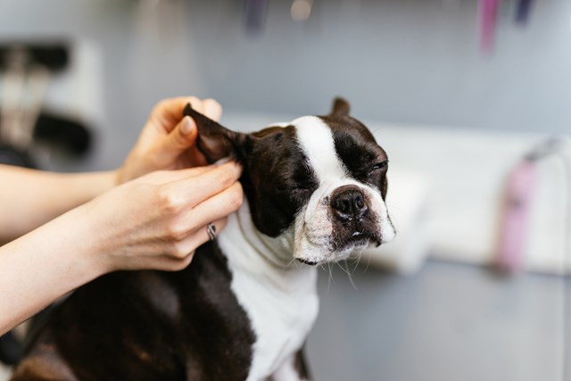 Vet's Best Ear Pads 50-pack