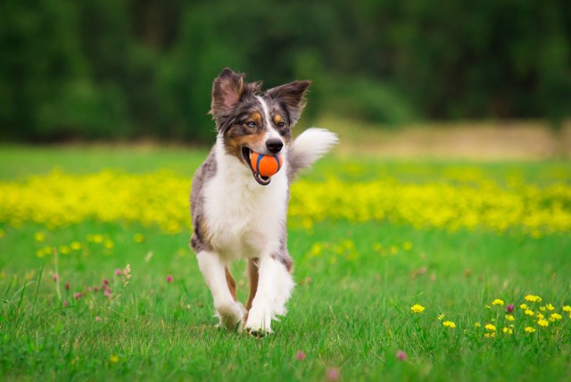 Ultra Squeaker Ball