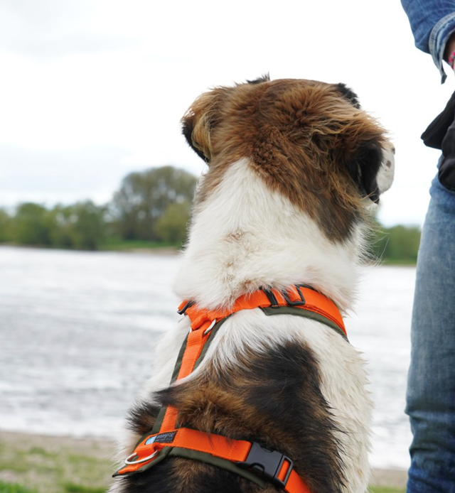 Anny-X Fun Hundsele Olive/Orange