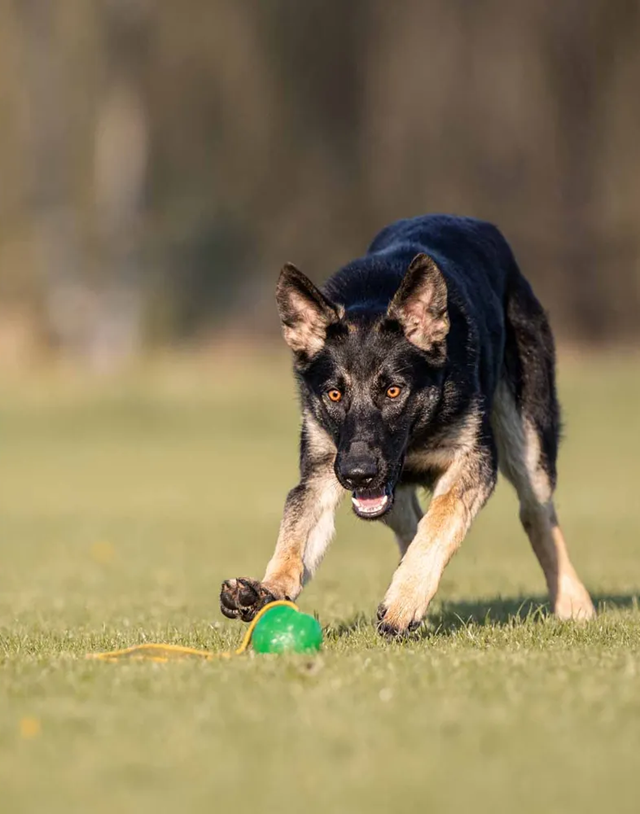 Starmark Gripcord Chew Ball Long M
