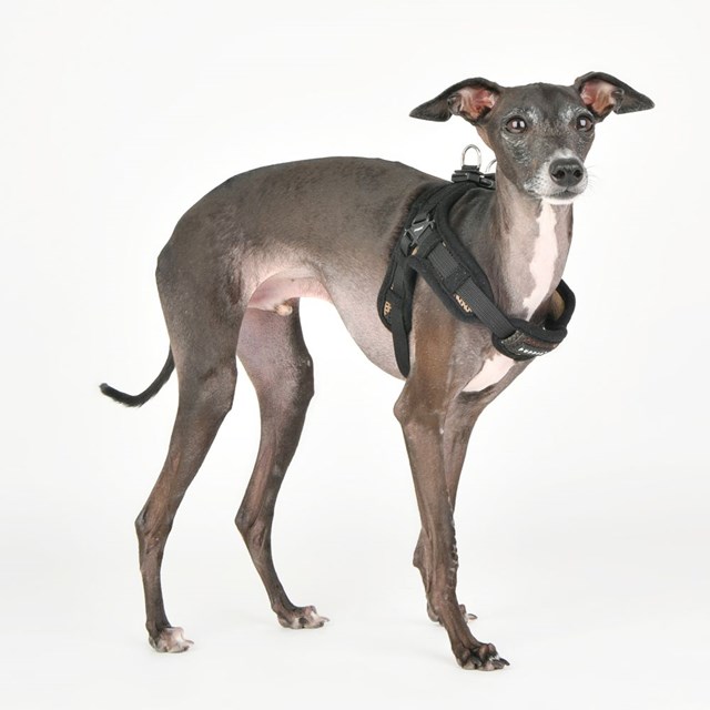 Soft Harness X - Camo - STEP-IN HUNDSELE