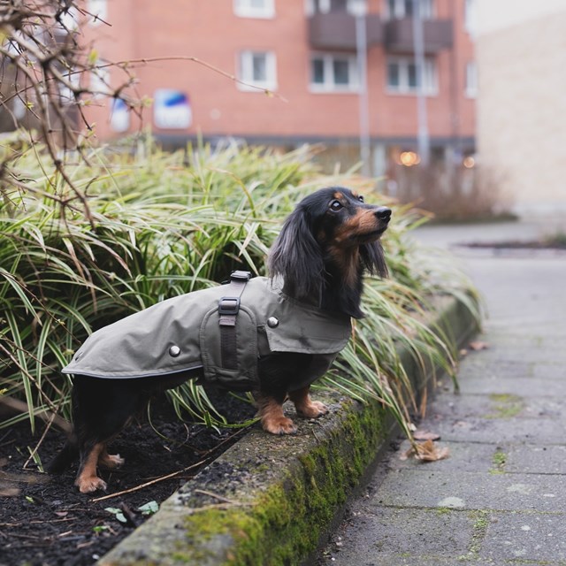 Trixie Hermy Olivgrön 28 cm