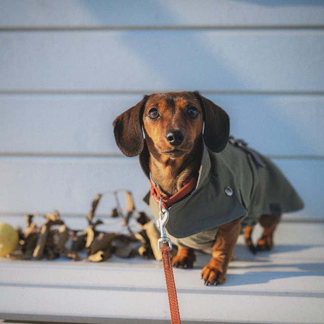 Trixie Hermy Olivgrön 33 cm