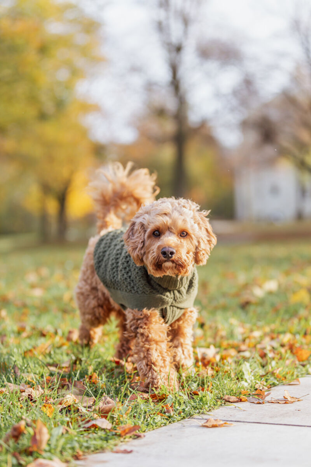 Trixie Norwood Pullover Olivgrön