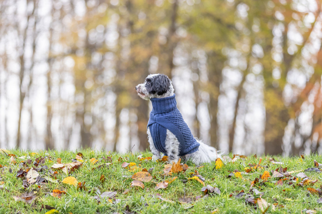 Trixie Norwood Pullover Olivgrön