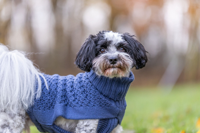 Trixie Norwood Pullover Olivgrön