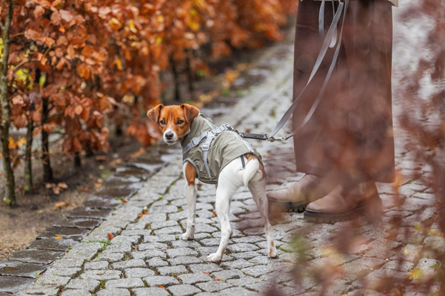 Trixie Pontis Regntäcke med integrerad sele - Olivgrön