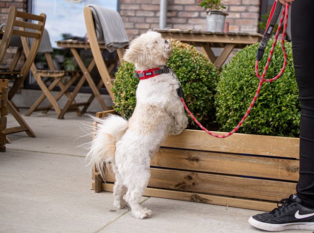 Urban ROPE Leash Hundkoppel - Classic Red