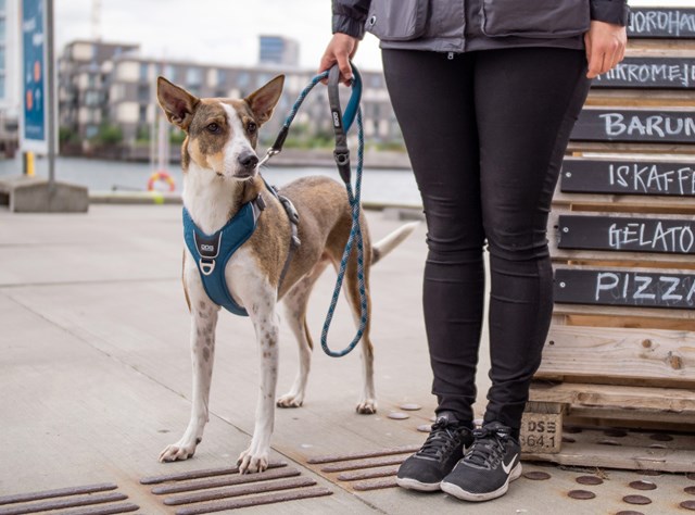 Urban ROPE Leash Hundkoppel - Ocean Blue