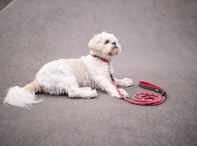 Urban ROPE Leash Hundkoppel - Classic Red