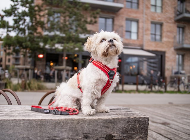 Urban ROPE Leash Hundkoppel - Classic Red