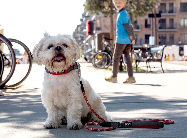 Urban ROPE Leash Hundkoppel - Classic Red