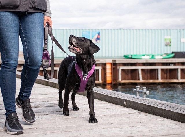 Urban Trail Leash Hundkoppel - Purple Passion