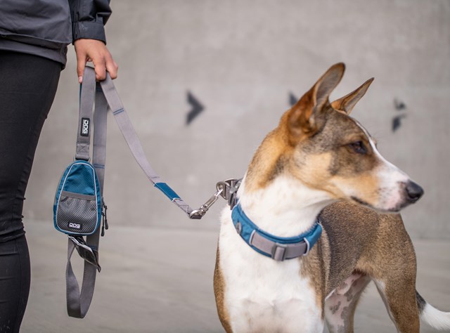 Urban Trail Leash Hundkoppel - OCEAN BLUE