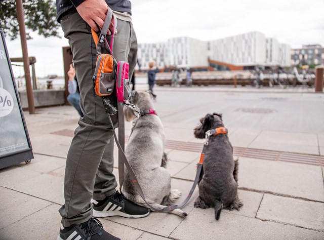 Urban Trail Leash Hundkoppel - Orange Sun