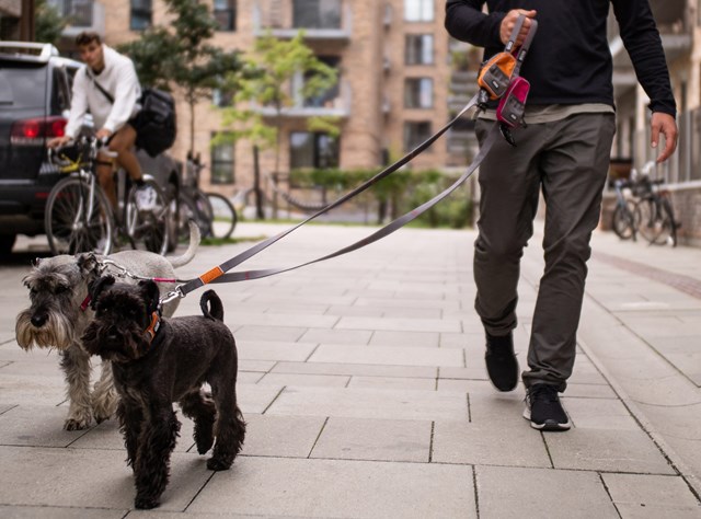 Urban Trail Leash Hundkoppel - Orange Sun