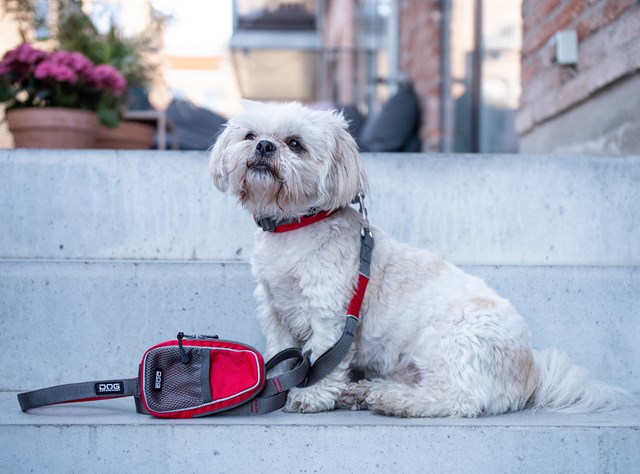 Urban Trail Leash Hundkoppel - Classic Red