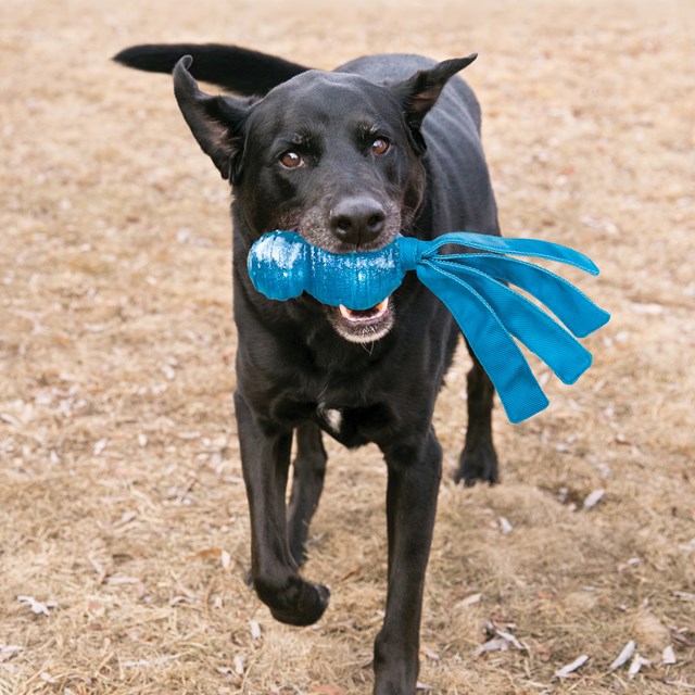 Kong Wubba Comet - Hundleksak med pip