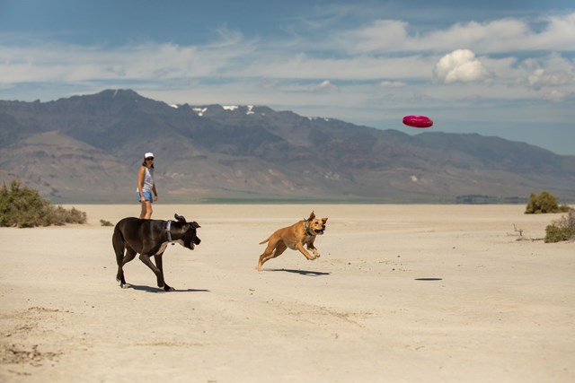 Camp Flyer Pitaya Pink Frisbee