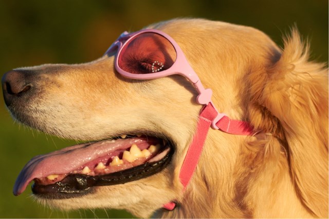 Hundglasögon Rubber K9 Optix - Pink All Over