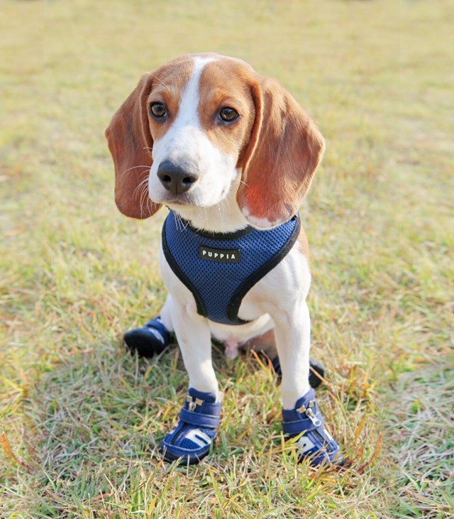 HIKER (B-Type) Hundskor