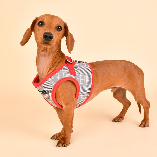 Blake Red - Jacket Hundsele